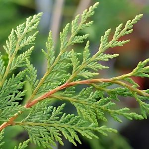 CUPRESSUS SEMPERVIRENS