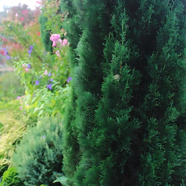 CUPRESSUS SEMPERVIRENS - Image 4
