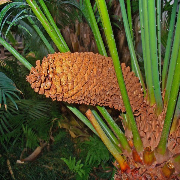 CYCAS CIRCINALIS - Image 5