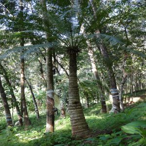 CYCAS CIRCINALIS