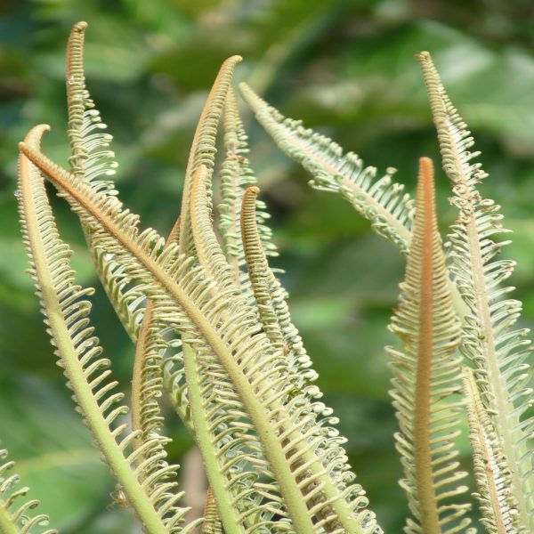 CYCAS CIRCINALIS - Image 3