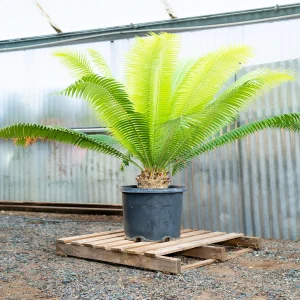 CYCAS CIRCINALIS