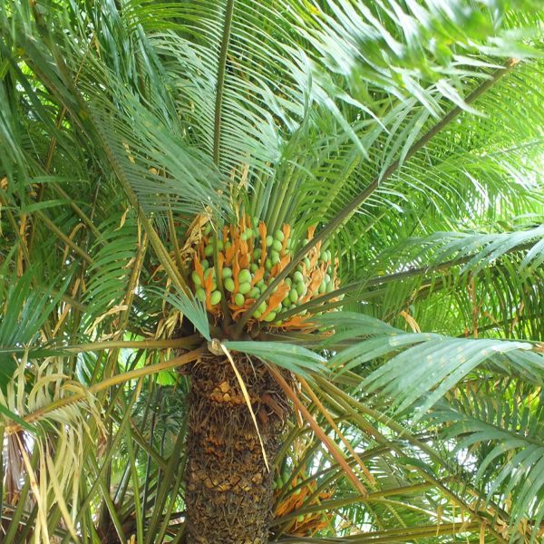 CYCAS CIRCINALIS - Image 4