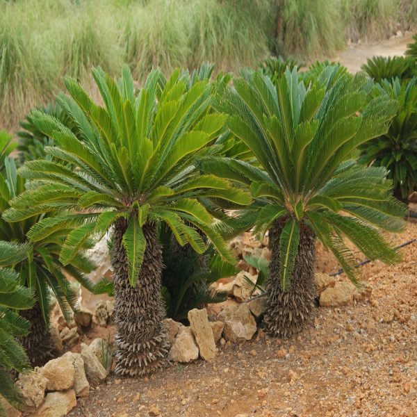 CYCAS REVOLUTA - Image 4
