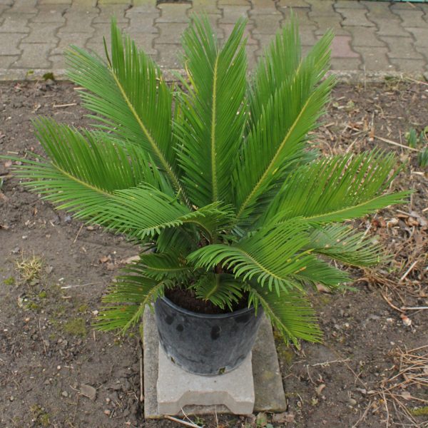 CYCAS REVOLUTA - Image 2