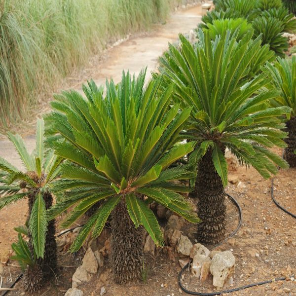CYCAS REVOLUTA - Image 3