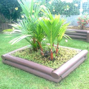 PHP-CYRTOSTACHYS RENDA