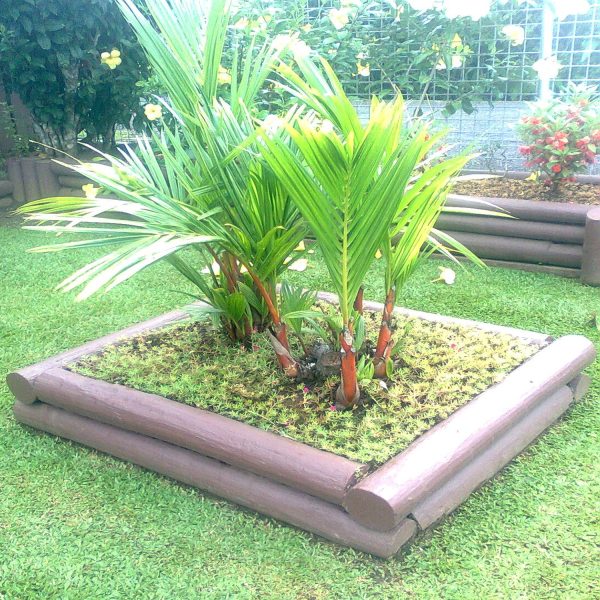 PHP-CYRTOSTACHYS RENDA