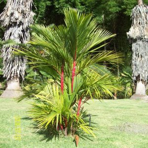 PHP-CYRTOSTACHYS RENDA