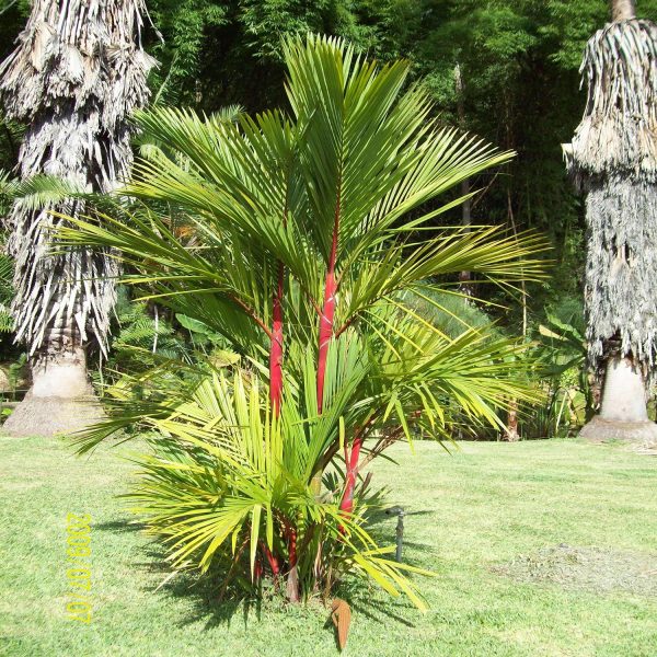 PHP-CYRTOSTACHYS RENDA - Image 2