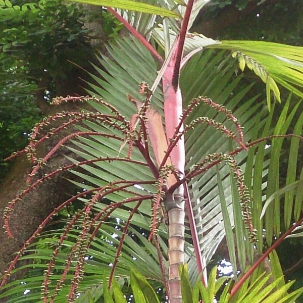 PHP-CYRTOSTACHYS RENDA - Image 3