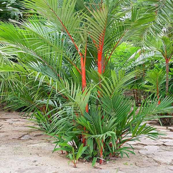 PHP-CYRTOSTACHYS RENDA - Image 4
