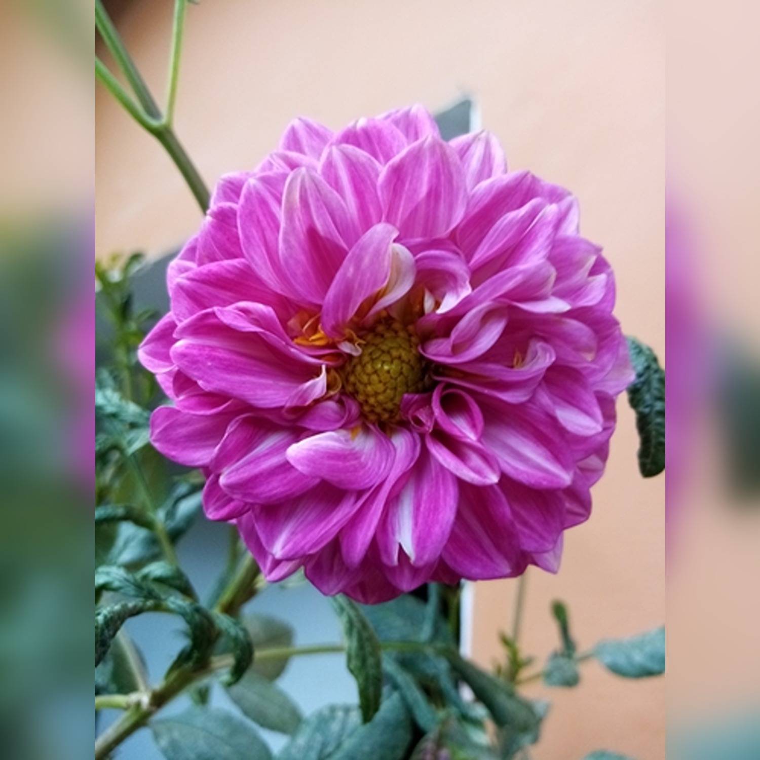 DAHLIA SPP. - Image 6