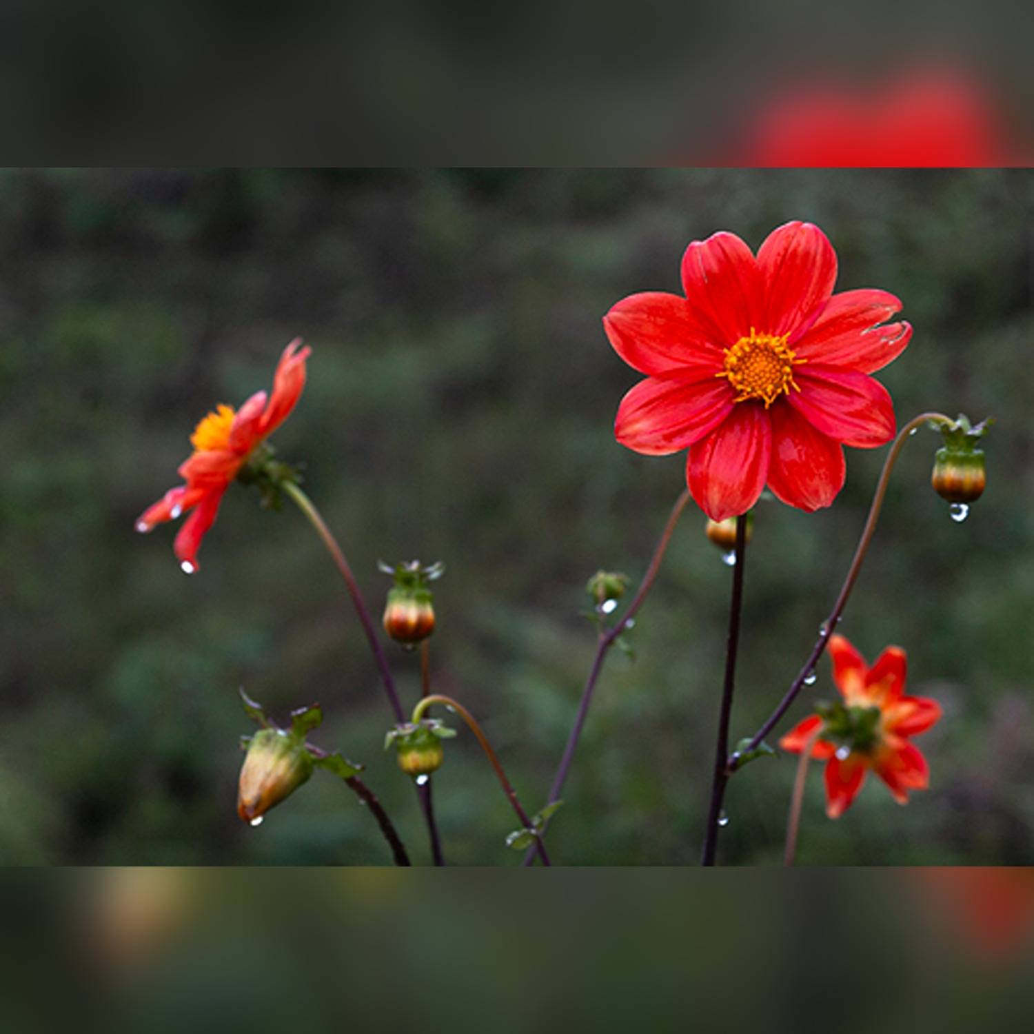 DAHLIA SPP. - Image 7
