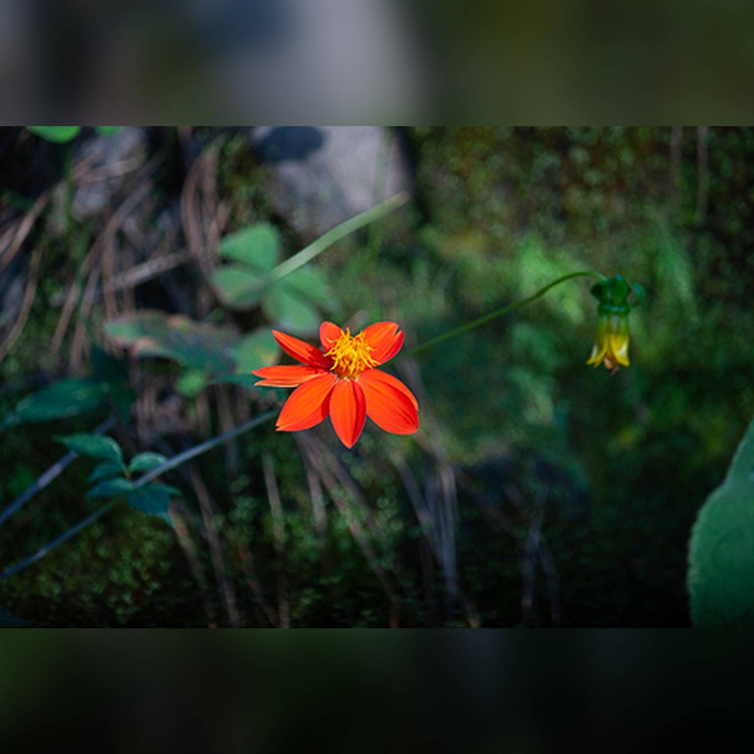 DAHLIA SPP. - Image 5