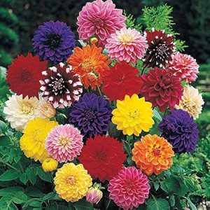 DAHLIA SPP.