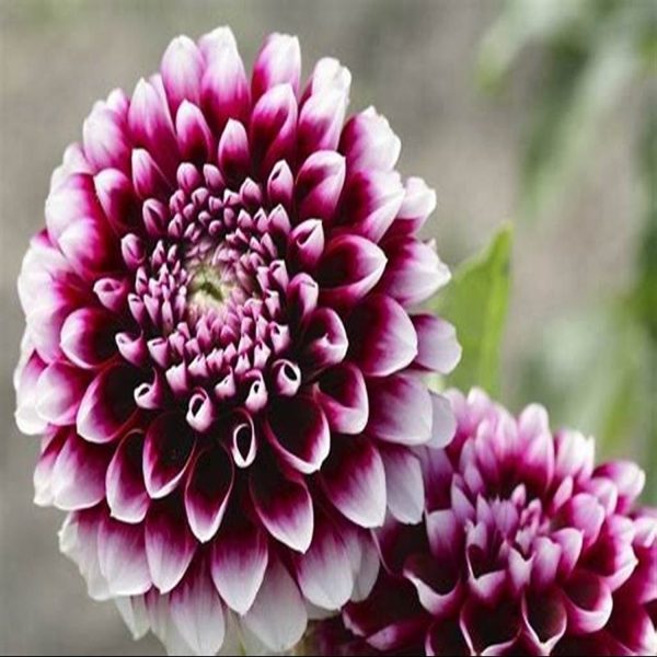 DAHLIA SPP. - Image 3