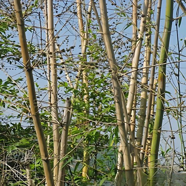 DENDROCALAMUS STRICTUS - Image 5
