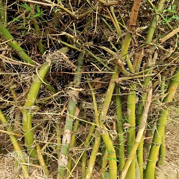 DENDROCALAMUS STRICTUS - Image 4