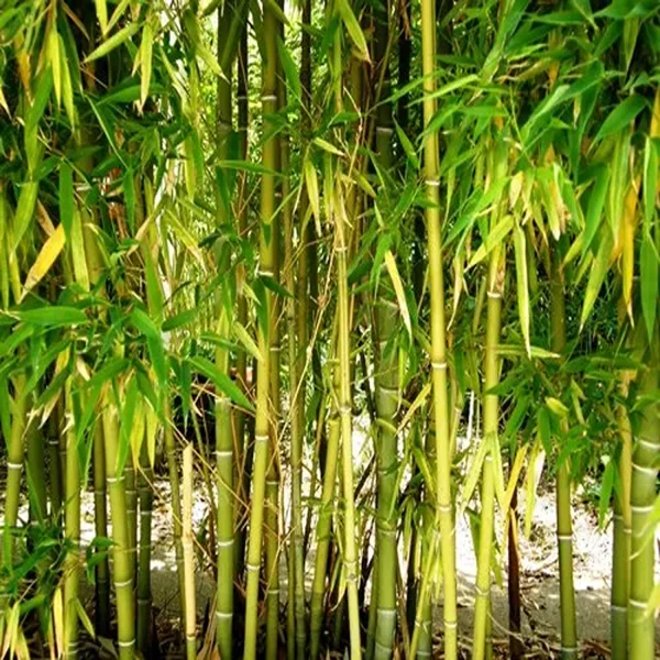 DENDROCALAMUS STRICTUS - Image 2