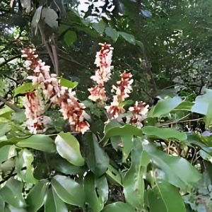 DERRIS SCANDENS ALBA
