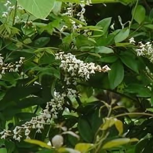 DERRIS SCANDENS ALBA