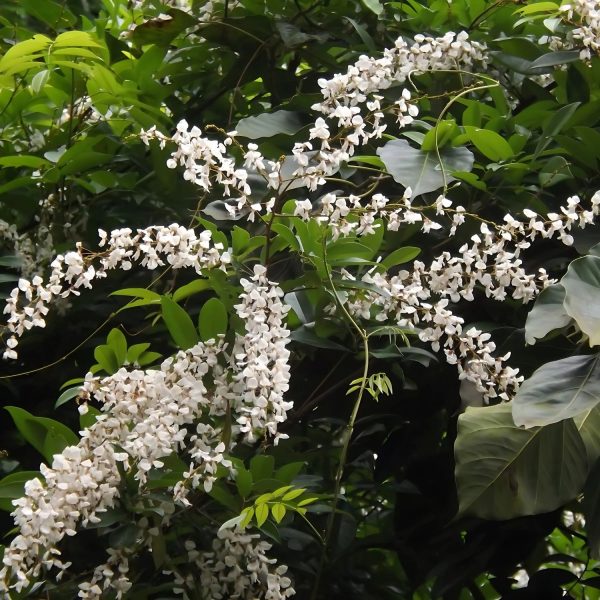 DERRIS SCANDENS ALBA - Image 4