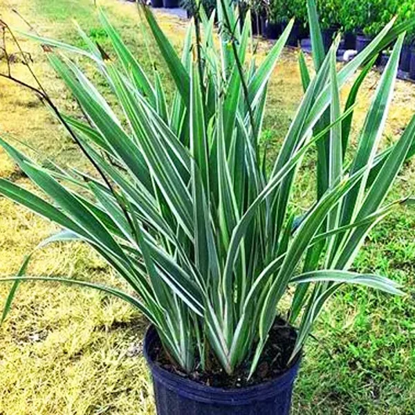 PHP-DIANELLA T. OMAR - Image 2