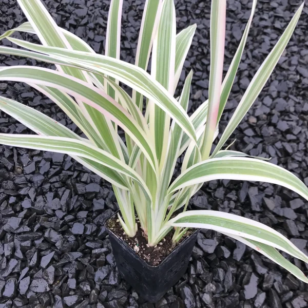 PHP-DIANELLA T. OMAR - Image 3