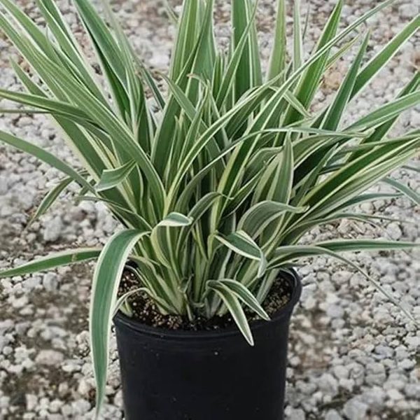 PHP-DIANELLA T. VARIEGATA