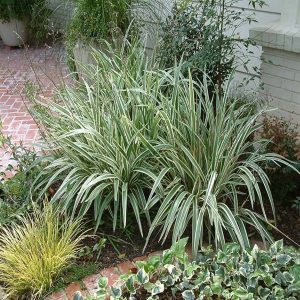 HP-DIANELLA T. VARIEGATA
