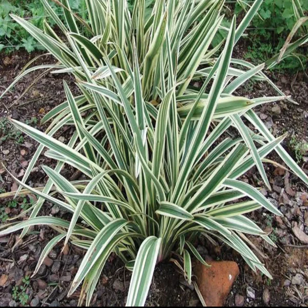 PHP-DIANELLA T. VARIEGATA - Image 3