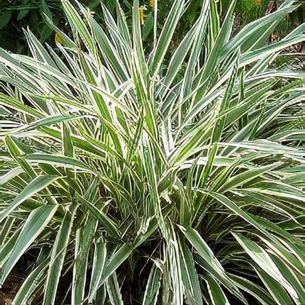 PHP-DIANELLA T. VARIEGATA - Image 4