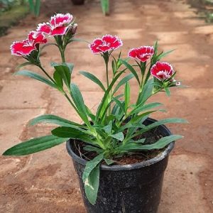 DIANTHUS SPP.