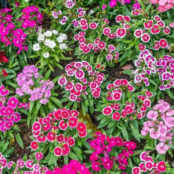 DIANTHUS SPP. - Image 5
