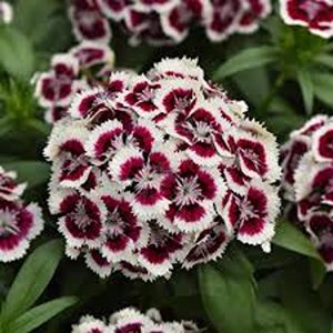 DIANTHUS