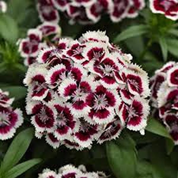 DIANTHUS SPP. - Image 3