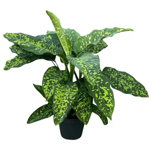 HP-DIEFFENBECHIA D. VARIEGATA