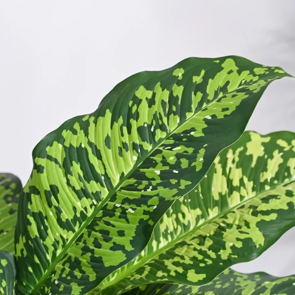HP-DIEFFENBECHIA D. VARIEGATA - Image 2