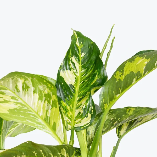 HP-DIEFFENBECHIA D. VARIEGATA - Image 3