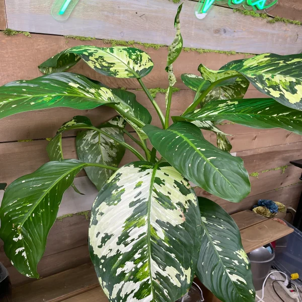 HP-DIEFFENBECHIA D. VARIEGATA - Image 4