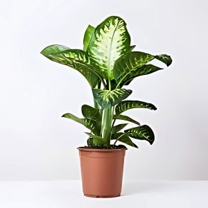 HP-DIEFFENBECHIA HOFFMANNII