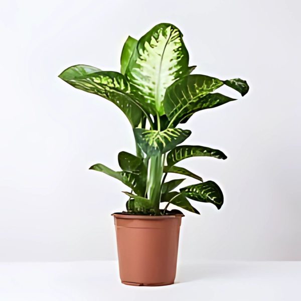 HP-DIEFFENBECHIA HOFFMANNII