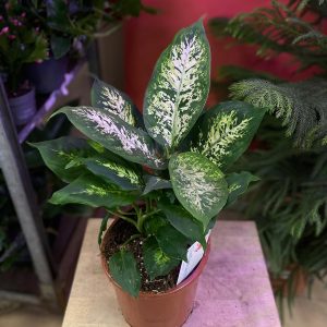 HP-DIEFFENBECHIA HOFFMANNII