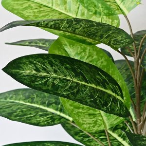 PHP-DIEFFENBACHIA M.DECORA