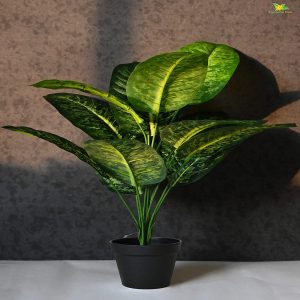 PHP-DIEFFENBACHIA M.DECORA