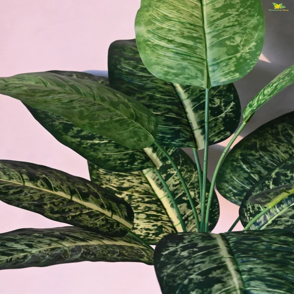 PHP-DIEFFENBACHIA M.DECORA - Image 3