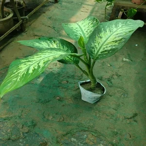 PHP-DIEFFENBACHIA NAPTUNE