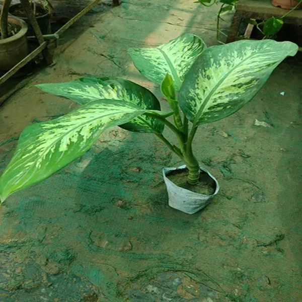 PHP-DIEFFENBACHIA NAPTUNE