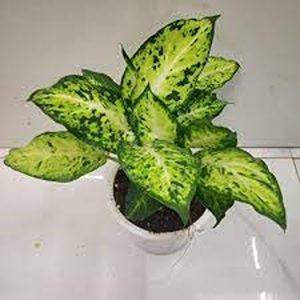 PHP-DIEFFENBACHIA NAPTUNE